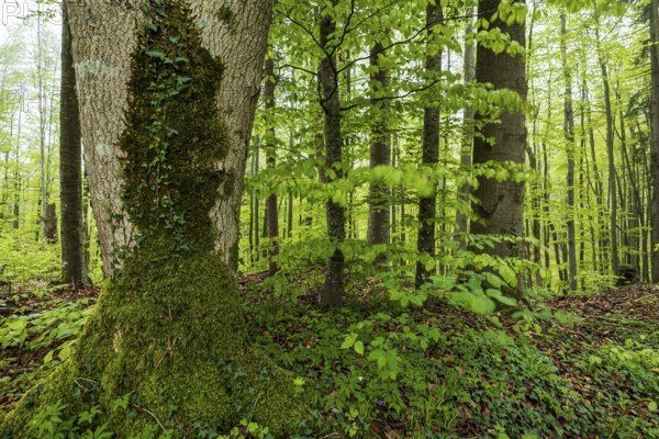 Trees, forest, light green leaves, beech forest, spring, Alpine foothills, Bavaria, Germany, Europe