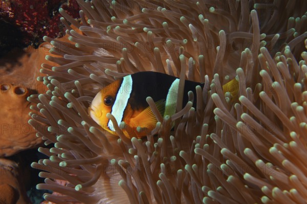 A colourful Clark's anemonefish (Amphiprion clarkii) hides protected in a sea anemone, dive site Toyapakeh, Nusa Ceningan, Nusa Penida, Bali, Indonesia, Asia