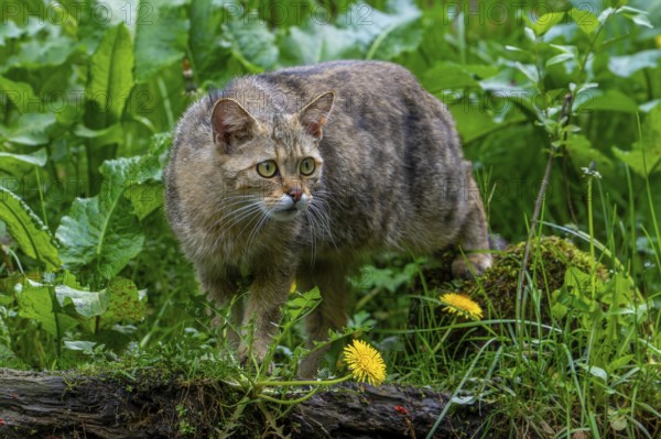 European wildcat, wild cat (Felis silvestris silvestris) foraging in grassland, meadow