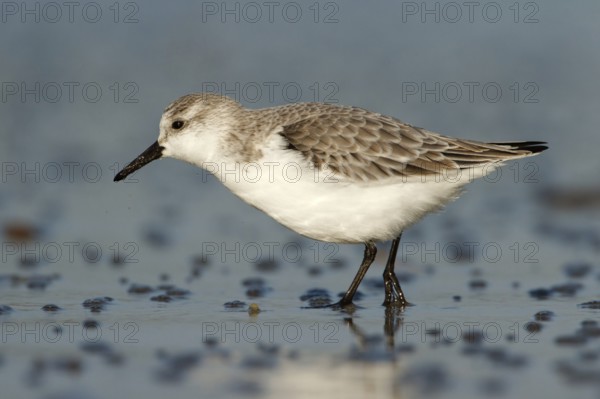 Drieteenstrandloper foerageren, Sanderling foraging