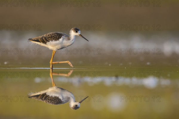 Black-winged Stilt (Himantopus himantopus) juvenile foraging, North Rhine-Westphalia, Germany, Europe