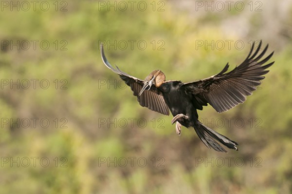 African Darter (Anhinga rufa) flying, Western Cape, South Africa, Africa
