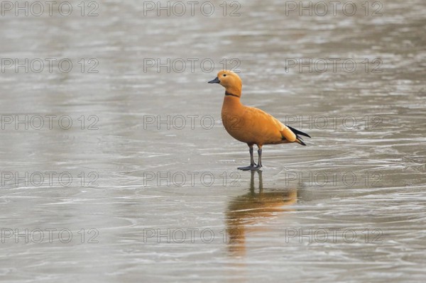 Ruddy Shelduck (Tadorna ferruginea) male on ice surface, Baden-Wuerttemberg, Germany, Europe