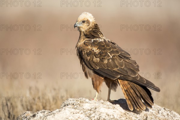 Western Marsh Harrier (Circus aeruginosus) female, Castile-La Mancha, Spain, Europe