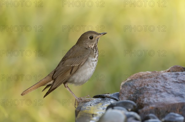 Hermit Thrush (Catharus guttatus), Texas, USA, North America