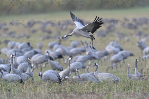 Common Crane (Grus grus) flying, Mecklenburg-Western Pomerania, Germany, Europe