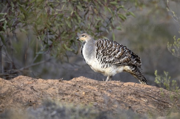 Malleefowl (Leipoa ocellata), Victoria, Australia, Oceania