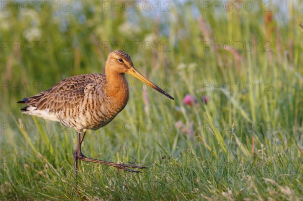 Black-tailed Godwit (Limosa limosa), Netherlands
