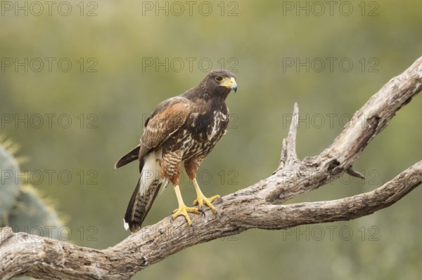 Harris's Hawk (Parabuteo unicinctus) juvenile, Texas, USA, North America