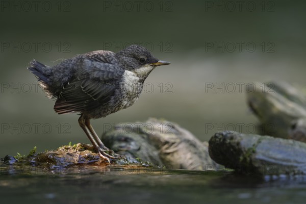 White-throated Dipper (Cinclus cinclus) juvenile, North Rhine-Westphalia, Germany, Europe