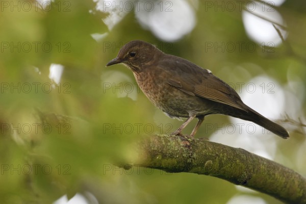 Common Blackbird (Turdus merula) female perched on a branch, North Rhine-Westphalia, Germany, Europe