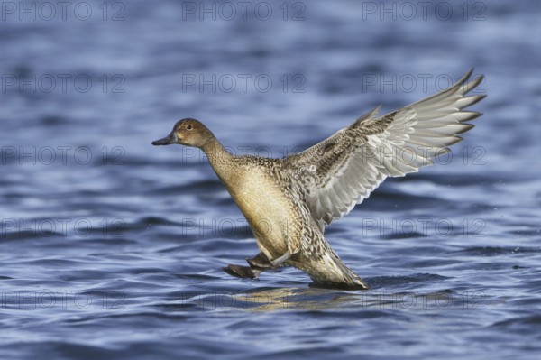 Northern Pintail (Anas acuta) female flying, British Columbia, Canada, North America