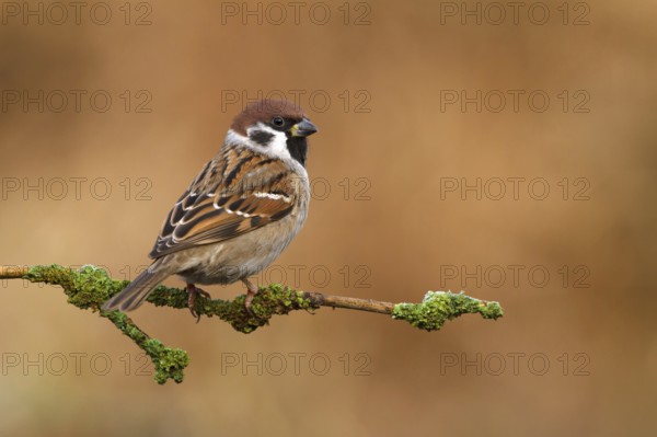 Eurasian Tree Sparrow (Passer montanus) male, Utrecht, Netherlands