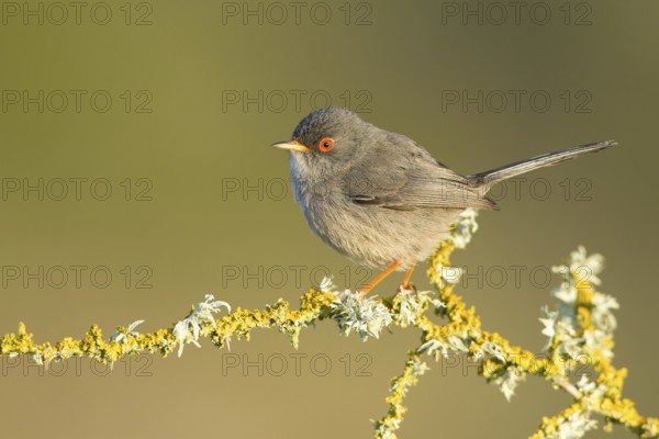 Balearic Warbler (Sylvia balearica) male, Mallorca, Spain, Europe