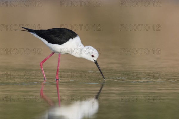 Black-winged Stilt (Himantopus himantopus) female foraging, Eilat, Israel, Asia