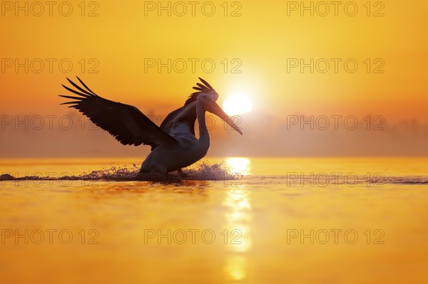 Bird with morning sunrise. Dalmatian pelican, Pelecanus crispus, in Lake Kerkini, Greece. Pelican with open wings. Wildlife scene from European nature. Bird and orange blue sky