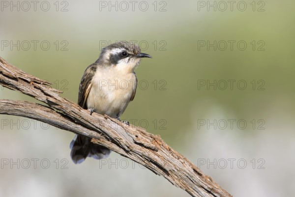 Black-eared Cuckoo (Chrysococcyx osculans), South Australia, Australia, Oceania