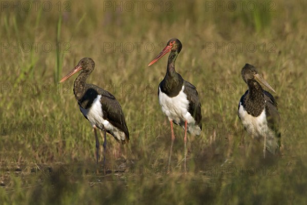 Black Stork (Ciconia nigra), Saxony-Anhalt, Germany, Europe