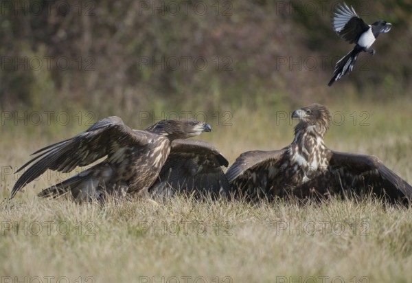 White-tailed Eagle (Haliaeetus albicilla) juvenile, Poland, Europe