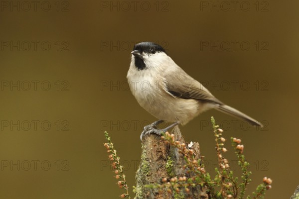 Marsh Tit (Poecile palustris), Rhineland-Palatinate, Germany, Europe
