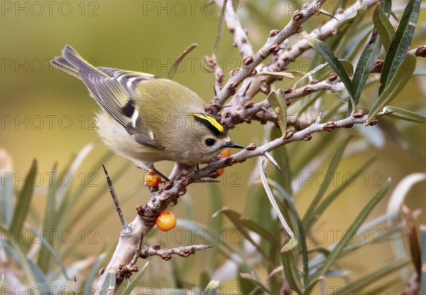 Goldcrest (Regulus regulus), Schleswig-Holstein, Germany, Europe