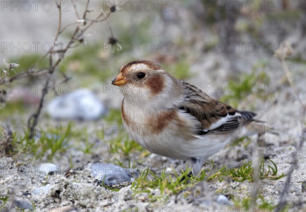 Snow Bunting (Plectrophenax nivalis), Schleswig-Holstein, Germany, Europe