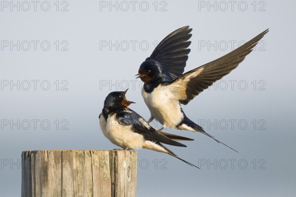 Male barn swallow (Hirundo rustica) approaching the female for mating, Hesse, Germany, Europe
