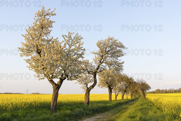 Alley with blossoming fruit trees between rape fields in bloom, field path near Wölkisch, Saxon Elbland, Saxony, Germany, Europe