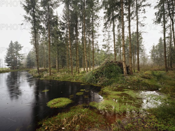 Ballmoos forest reserve, raised bog in the fog, Lieliwald, Lindenberg, Horben, Canton Lucerne, Switzerland, Europe