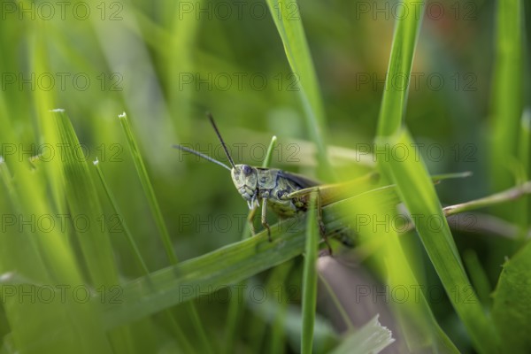 Great green bush cricket (locusta), grasshopper, on a blade of grass in a meadow, Tyrol, Austria, Europe