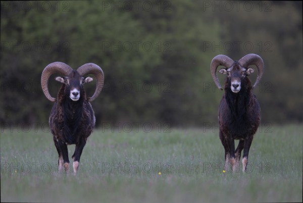 European mouflon (Ovis gmelini musimon, Syn.: Ovis orientalis musimon, Ovis aries musimon), Gerolstein, Eifel, Rhineland-Palatinate, Germany, Europe