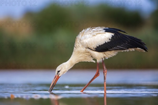 White Stork (Ciconia ciconia) foraging in shallow water, Saxony-Anhalt, Germany, Europe