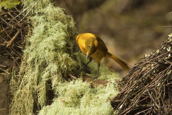 Golden Bowerbird (Prionodura newtoniana) male, Queensland, Australia, Oceania