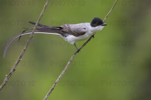 Fork-tailed Flycatcher (Tyrannus savana) perched on a branch in the Atlantic rainforest of southeast Brazil
