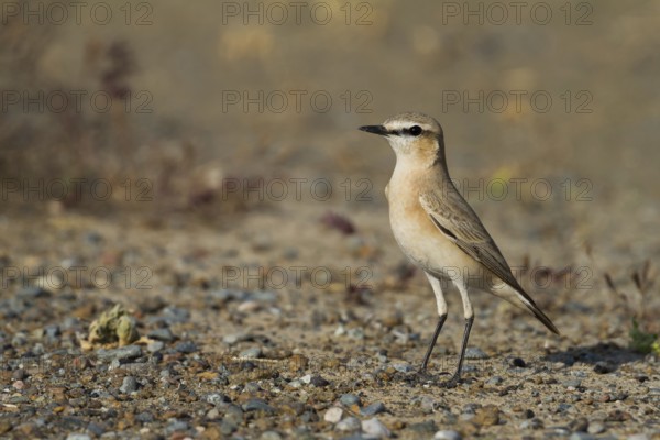 Isabelline Wheatear (Oenanthe isabellina), Oman, Asia