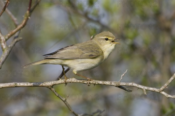 Willow Warbler (Phylloscopus trochilus), Saxony, Germany, Europe