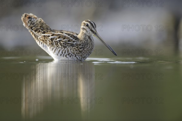 Common Snipe (Gallinago gallinago), Thuringia, Germany, Europe