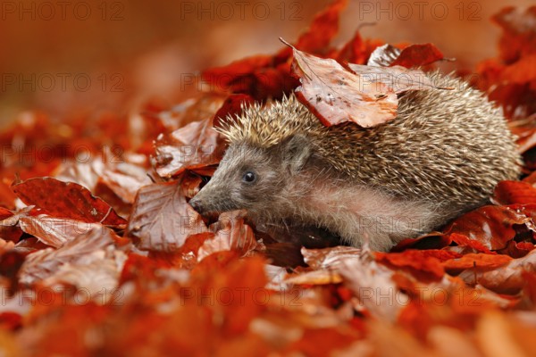 European Hedgehog, Erinaceus europaeus, on a green moss at the forest, photo with wide angle. Hedgehog in dark wood, autumn image. Cute funny animal with snipes. Autumn orange leaves with hedgehog