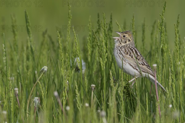 Baird's Sparrow (Ammodramus bairdii) perched on a branch in Alberta, Canada, North America