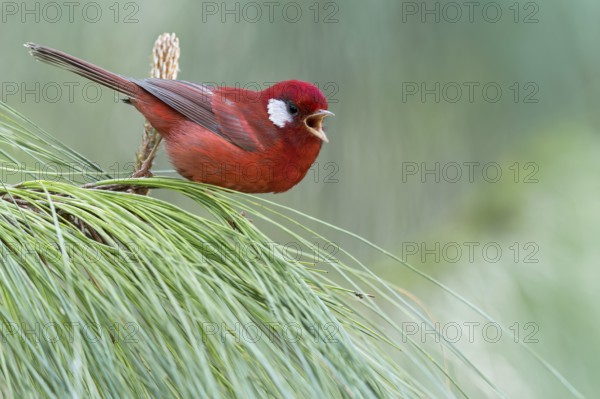 Red Warbler (Cardellina rubra) perched on a branch in Oaxaca, Mexico, Central America