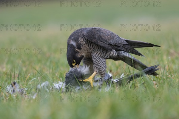 Peregrine Falcon (Falco peregrinus) captive, with prey, Saxony, Germany, Europe