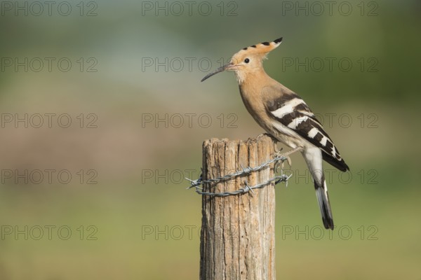 Eurasian Hoopoe (Upupa epops) perched on a post, Aosta Valley, Italy, Europe