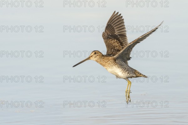 Wilson's Snipe (Gallinago delicata) flying, British Columbia, Canada, North America