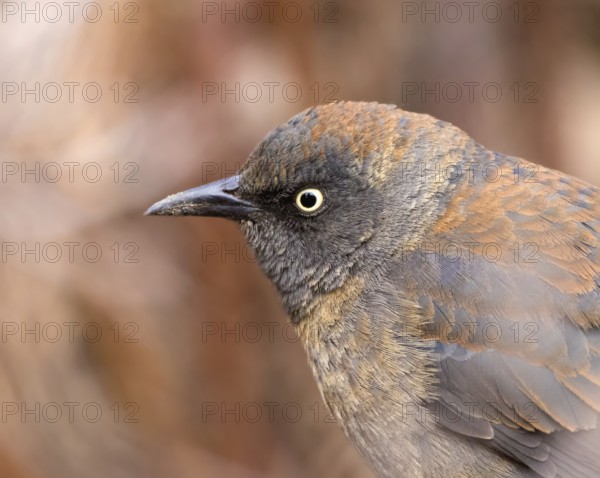 Rusty Blackbird, Euphagus carolinus, in winter plumage, close-up in Saskatoon, Saskatchewan