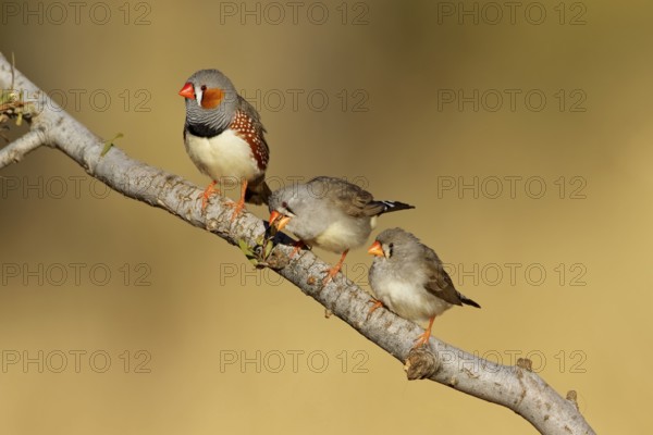 Zebra Finch (Taeniopygia guttata castanotis), Northern Territory, Australia, Oceania