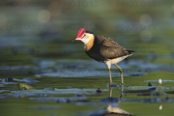 Comb-crested Jacana (Irediparra gallinacea), Queensland, Australia, Oceania