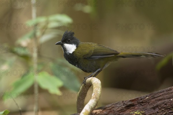 Eastern Whipbird (Psophodes olivaceus) perched on a branch, Queensland, Australia, Oceania
