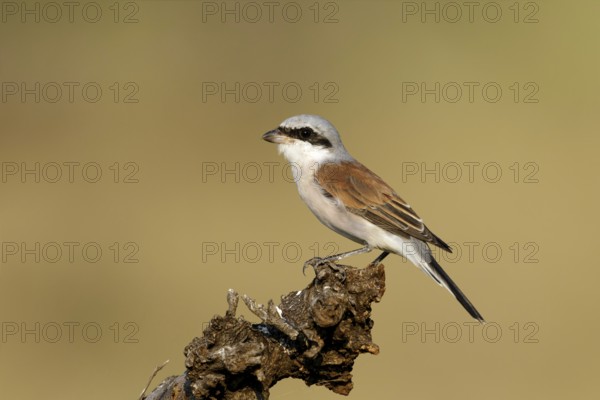 Grauwe Klauwier man zittend op stam, Red-backed Shrike male sitting on branch