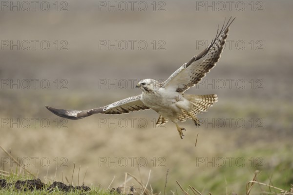 Common Buzzard (Buteo buteo) flying, North Rhine-Westphalia, Germany, Europe
