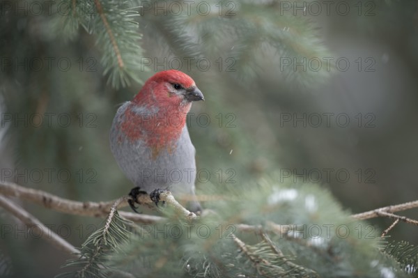 Pine Grosbeak (Pinicola enucleator) male perched on a branch, Wyoming, USA, North America